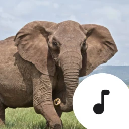 Icono de Elephant Trumpet Sounds